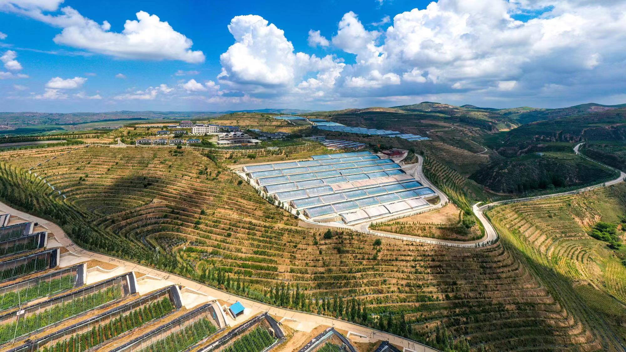 榆嶺窊村豐禾農(nóng)場的果蔬大棚。