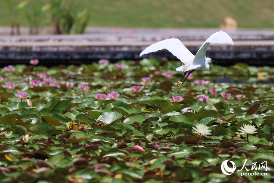 彩蓮滿塘鷺鳥飛。人民網(wǎng)記者 陳博攝