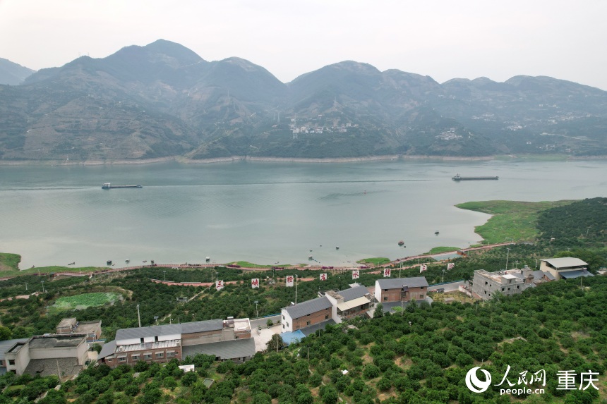 三沱村正以“三峽橙莊”建設為契機，描繪鄉(xiāng)村振興新圖景。人民網記者 劉政寧攝