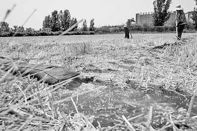 連日來,黃淮海持續(xù)高溫少雨,部分地區(qū)旱情仍在發(fā)展。圖為山東省肥城市通過蓄引提調相結合的辦法,多措并舉搶灌溉、保苗情。 新華社發(fā)