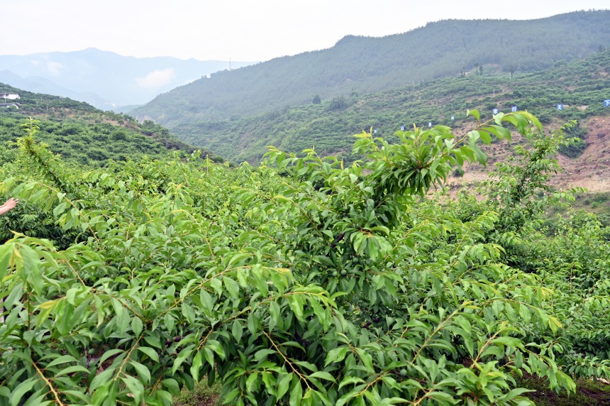 柑園村漫山遍野的脆李樹。鄒樂攝