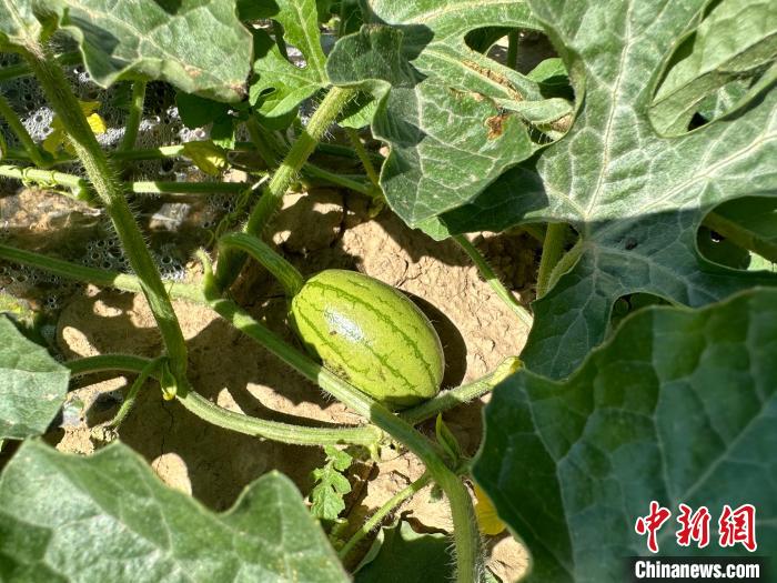 14日，記者在合作社的百畝西瓜地里，看著一個(gè)個(gè)如雞蛋般大小的西瓜，正“享受”著太陽的炙烤?！⑿〖t 攝