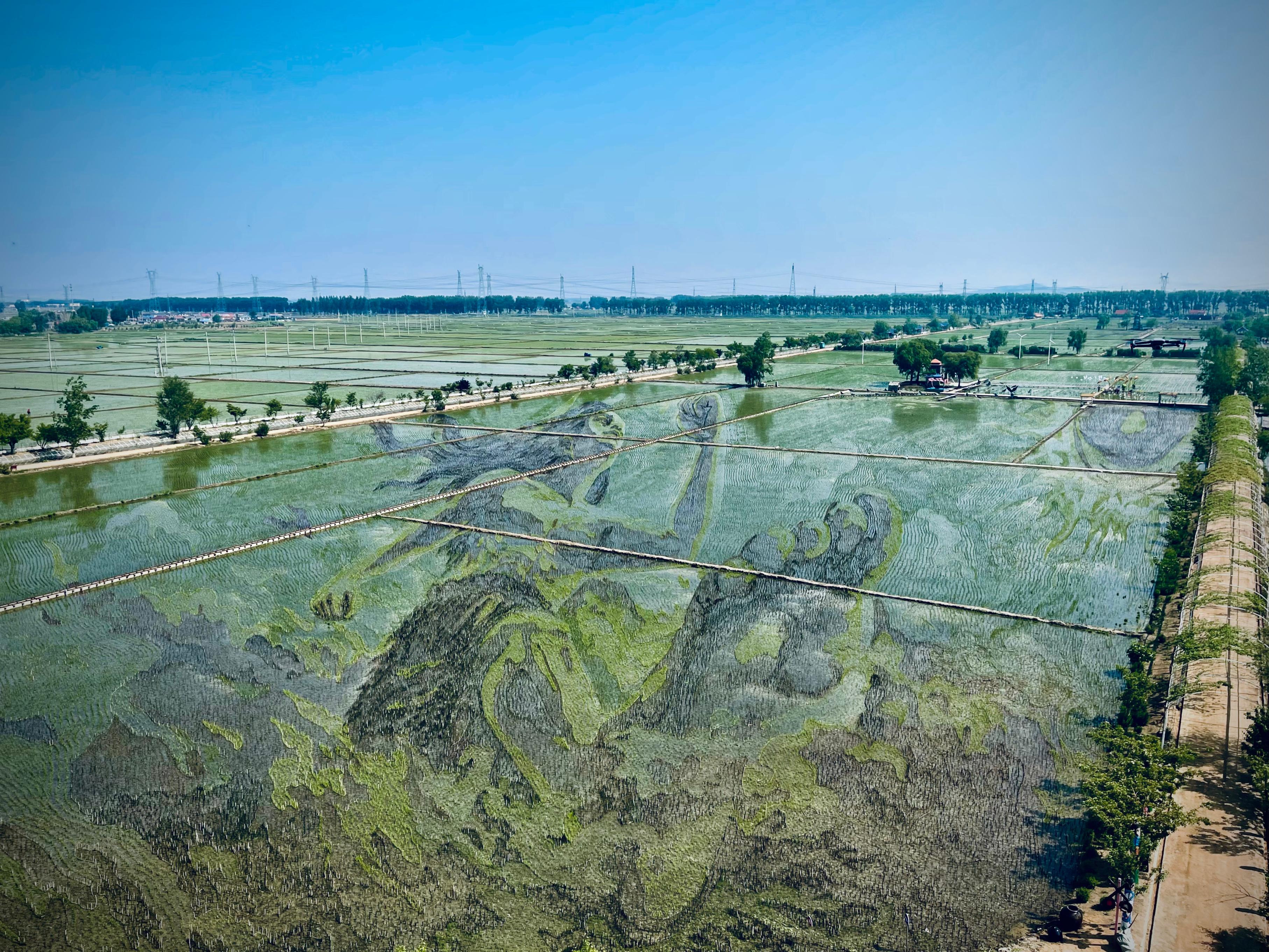 “歷史典故-夸父逐日”稻田畫。人民網(wǎng)記者 任妍攝