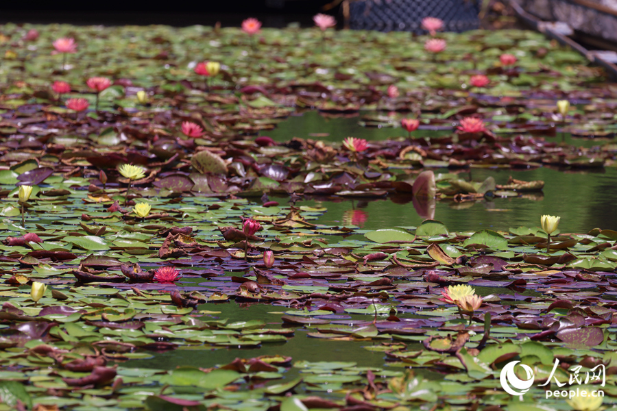 藏在繁花深處的3朵雙色睡蓮。人民網(wǎng)記者 陳博攝