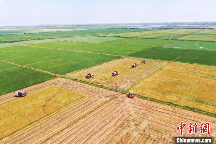 圖為在南昌縣大田農(nóng)社，收割機正在收割早稻?！⒘?攝