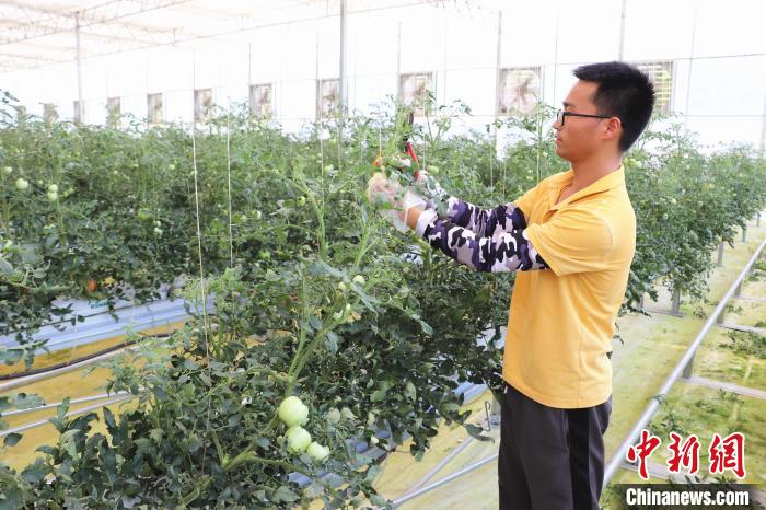 圖為在紅谷灘區(qū)元宇宙·VR數(shù)字農(nóng)業(yè)示范基地七彩番茄培育車間內(nèi)，農(nóng)業(yè)技術(shù)員正在對番茄植株進行修剪。　熊錦陽 攝