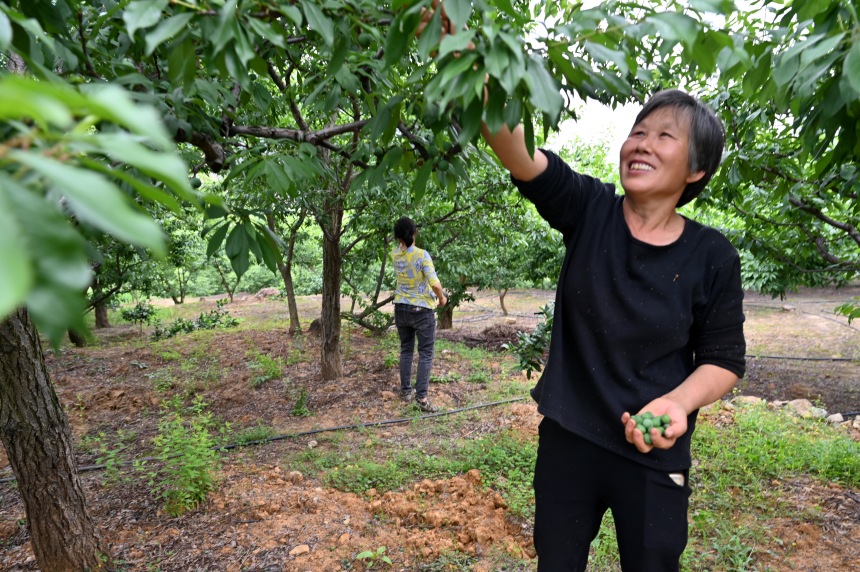村民們搶抓農時，忙著為脆李樹疏果。鄒樂攝
