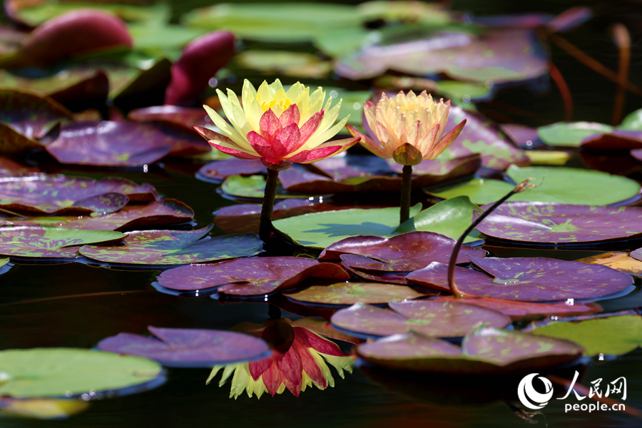 雙色睡蓮與翠綠的蓮葉、清澈的池水相映成畫。人民網(wǎng)記者 陳博攝
