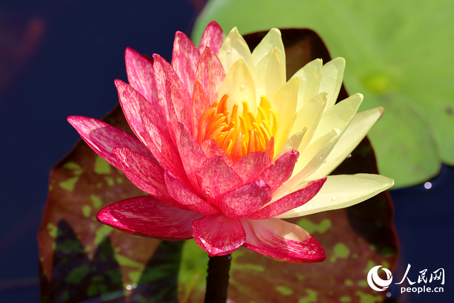 廈門海灣公園中，雙色睡蓮嬌艷欲滴。人民網(wǎng)記者 陳博攝
