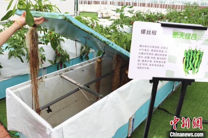 圖為在南昌市紅谷灘區(qū)元宇宙·VR數(shù)字農(nóng)業(yè)示范基地氣霧培養(yǎng)車間里，螺絲椒長勢良好。　熊錦陽 攝