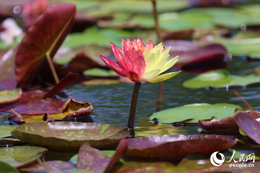 亭亭玉立于水中央的雙色睡蓮。人民網(wǎng)記者 陳博攝