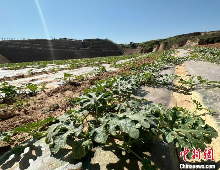 當(dāng)前，西瓜正值快速生長(zhǎng)期。　劉小紅 攝