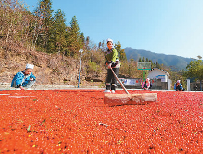 貴州省黔東南苗族侗族自治州榕江縣依托豐富的森林資源，大力發(fā)展林下草珊瑚中藥材種植等林下經(jīng)濟(jì)，實現(xiàn)農(nóng)民增收、林業(yè)增效。圖為榕江縣興華水族鄉(xiāng)星月村草珊瑚種植基地內(nèi)，村民在采收、晾曬草珊瑚果。 周光勝攝（人民視覺）